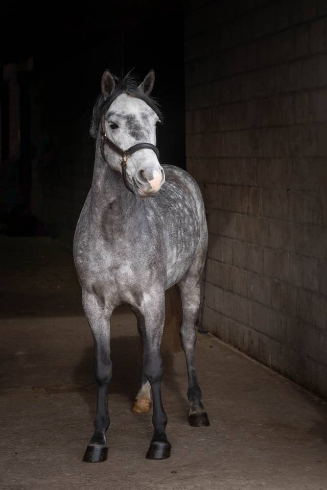 Sport pony for sale 