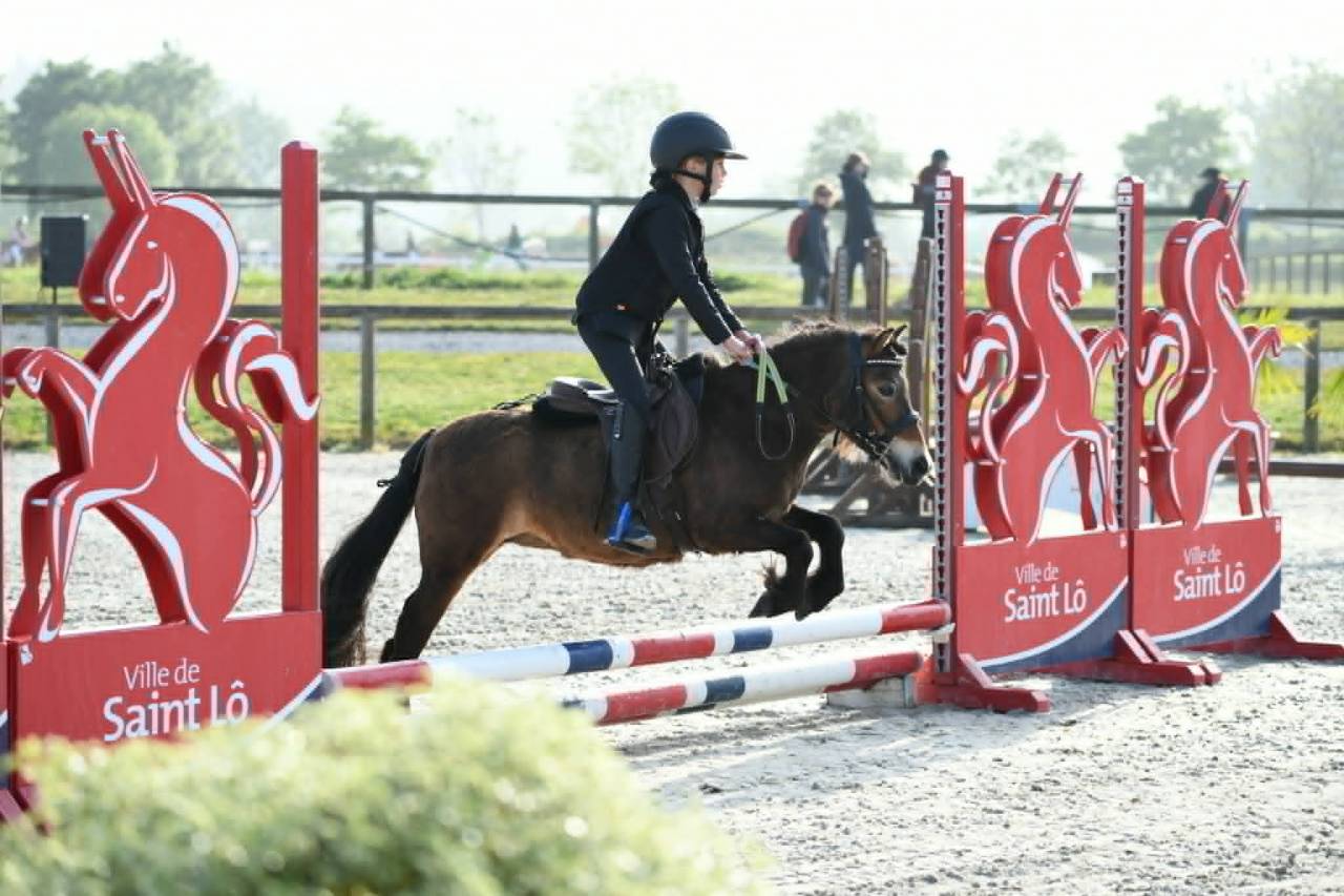 Merrie Shetland Te koop 2020 Donker bruin / bai