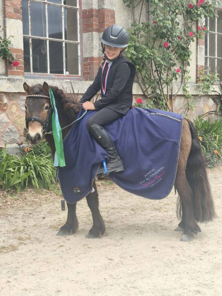 Merrie Shetland Te koop 2020 Donker bruin / bai