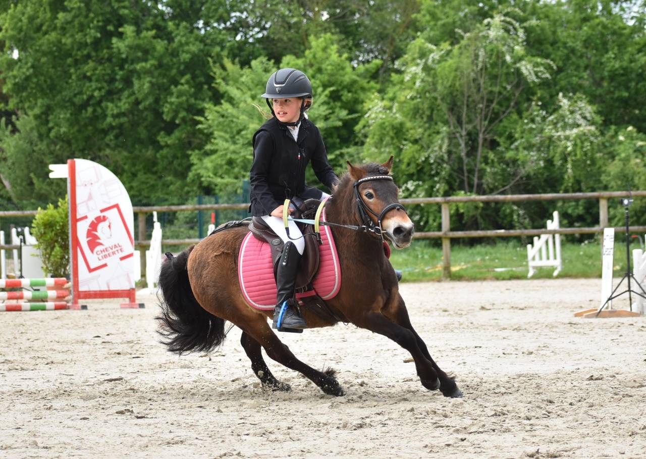 Merrie Shetland Te koop 2020 Donker bruin / bai