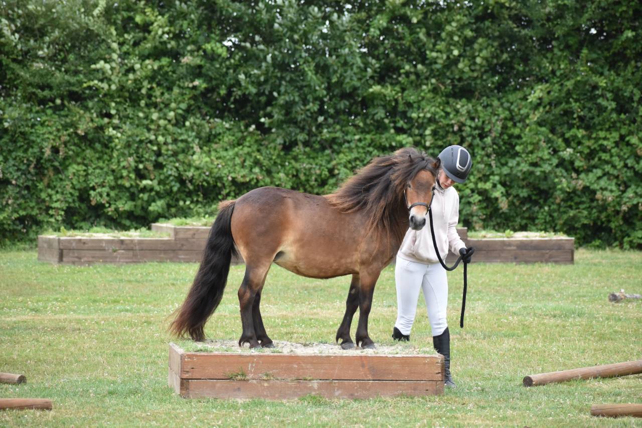 Merrie Shetland Te koop 2020 Donker bruin / bai