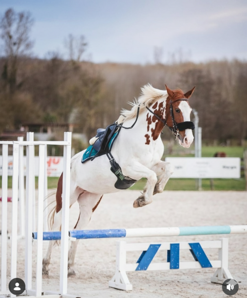 Merrie Selle Fran&ccedil;ais Te koop 2018 Bont