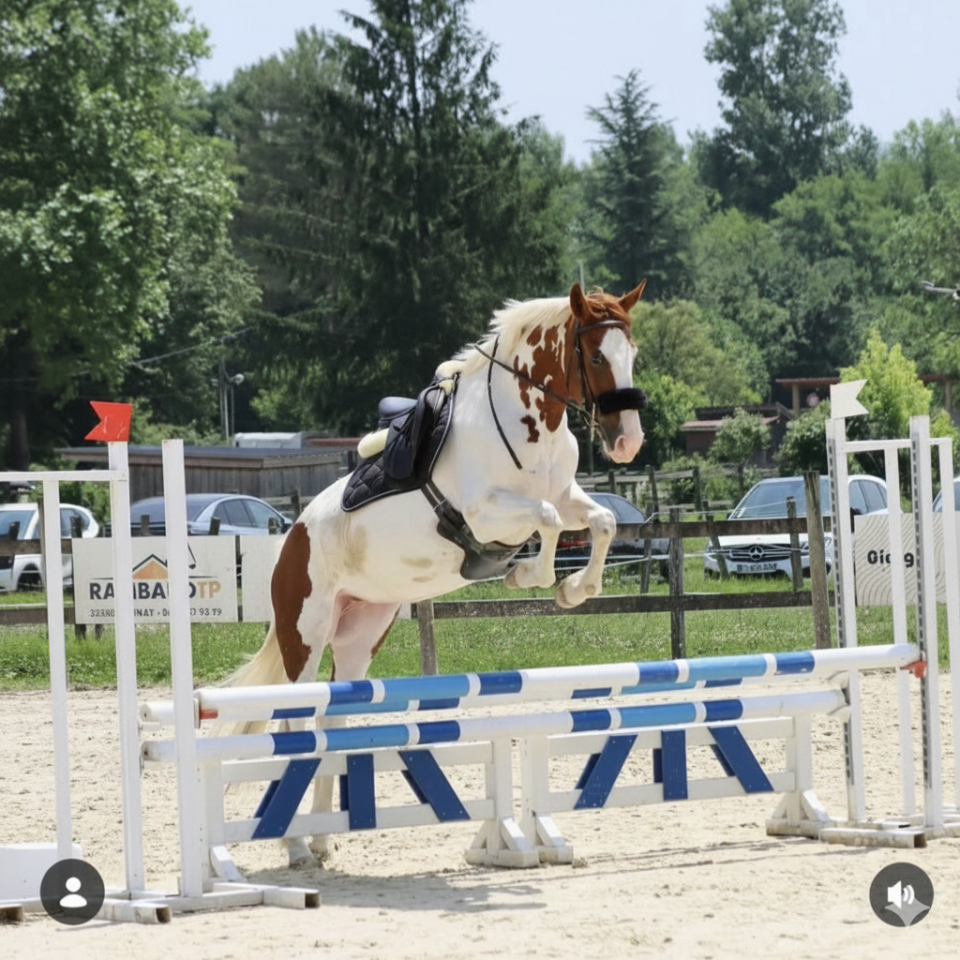Merrie Selle Fran&ccedil;ais Te koop 2018 Bont