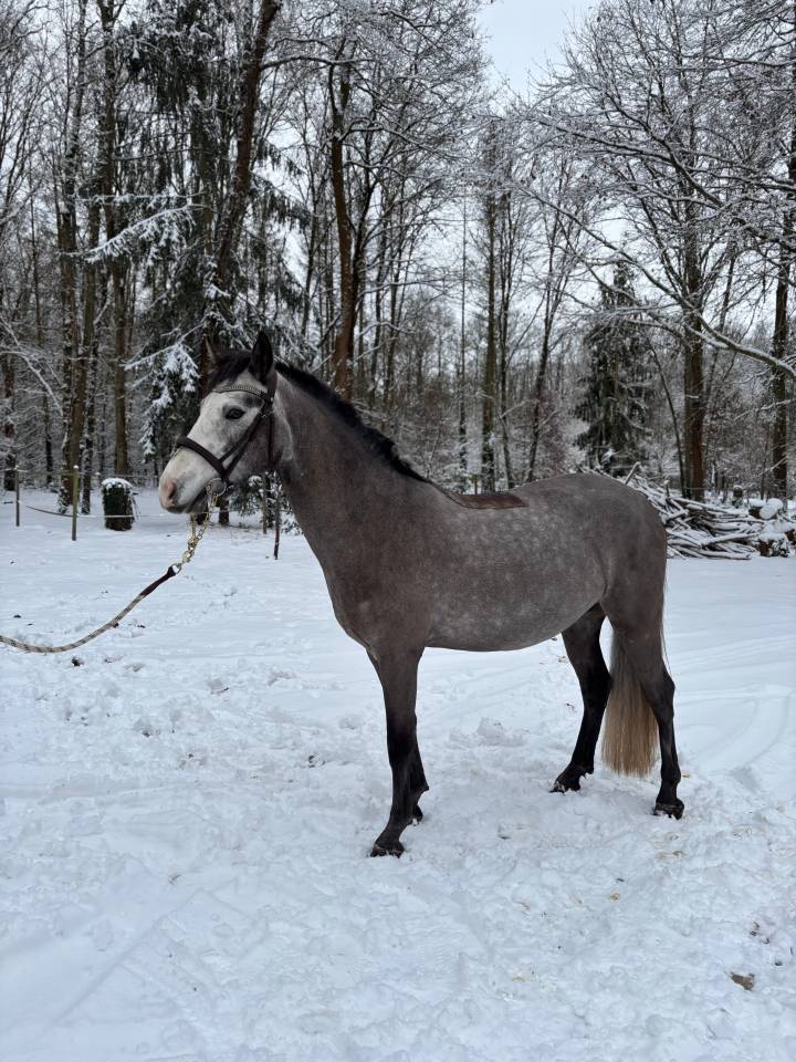 Ruin Connemara Te koop 2022 Schimmel ,  MEELICKS SMOKEY