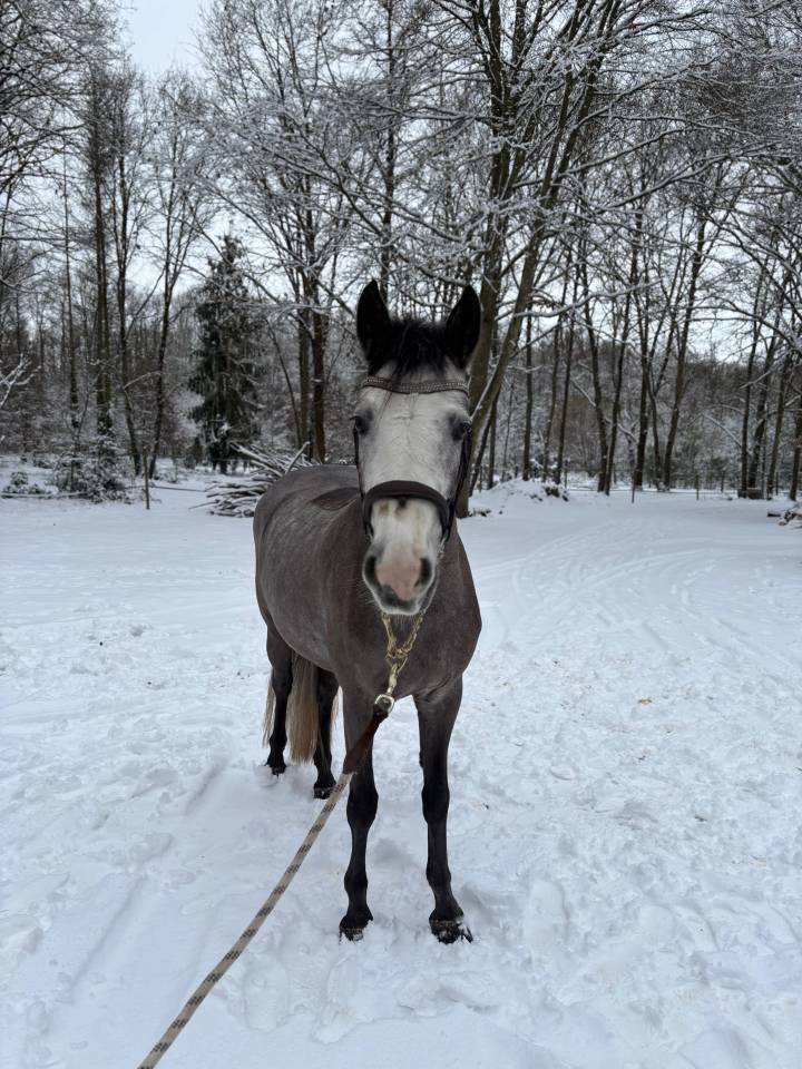 Ruin Connemara Te koop 2022 Schimmel ,  MEELICKS SMOKEY
