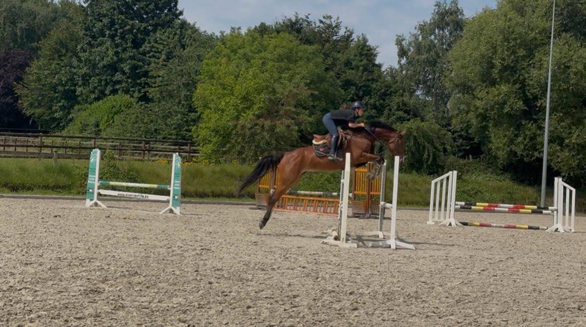 Merrie KWPN Nederlands sportpaard Te koop 2020 Donker bruin / bai ,  DARIUS DU KASAI