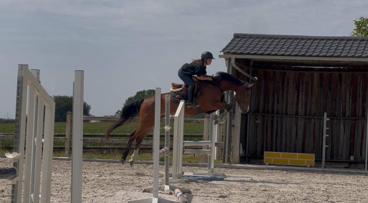 Merrie KWPN Nederlands sportpaard Te koop 2020 Donker bruin / bai ,  DARIUS DU KASAI