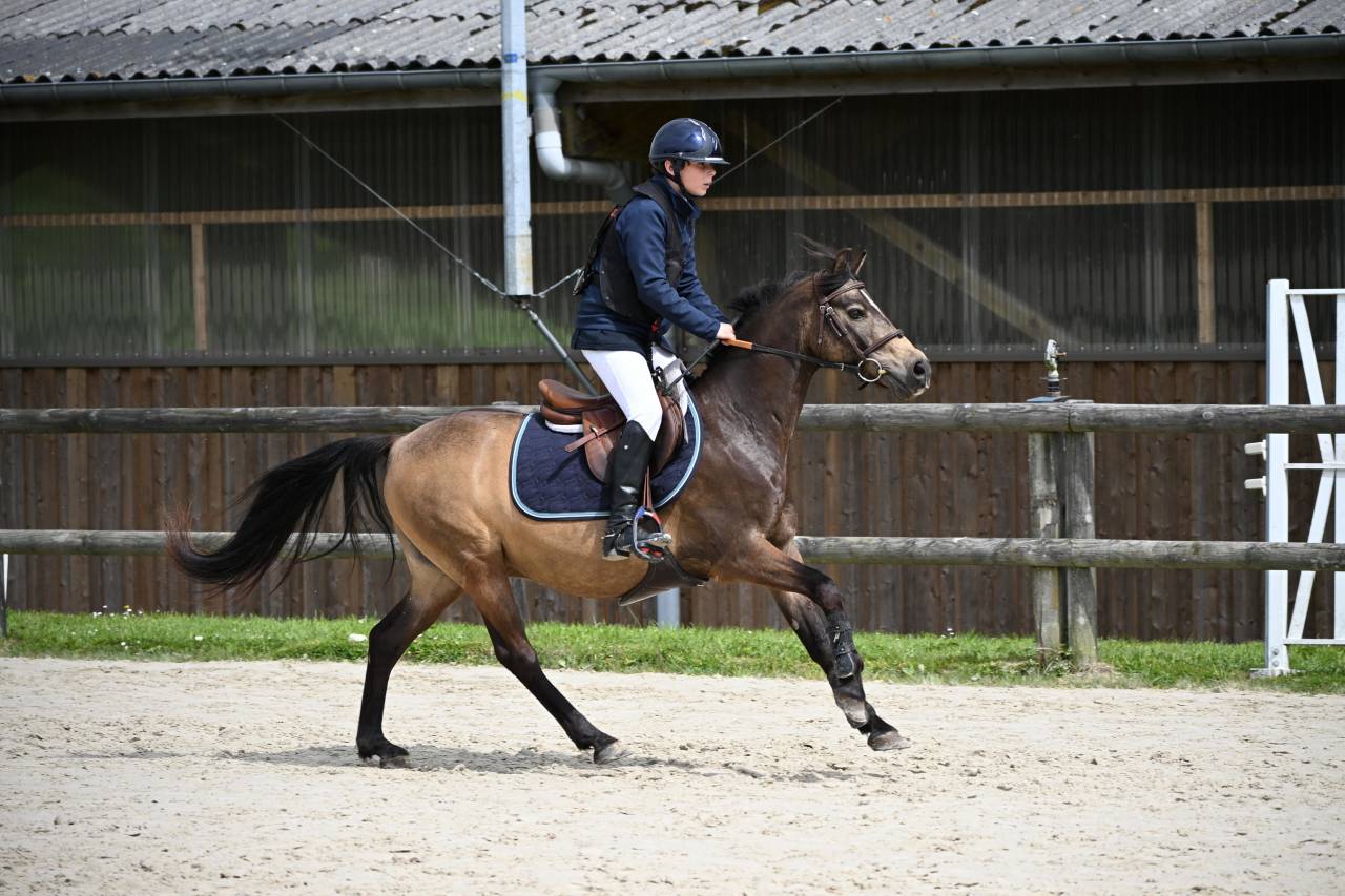 Ruin Franse rijpony PFS Te koop 2013 Isabel ,  VIERSEN K