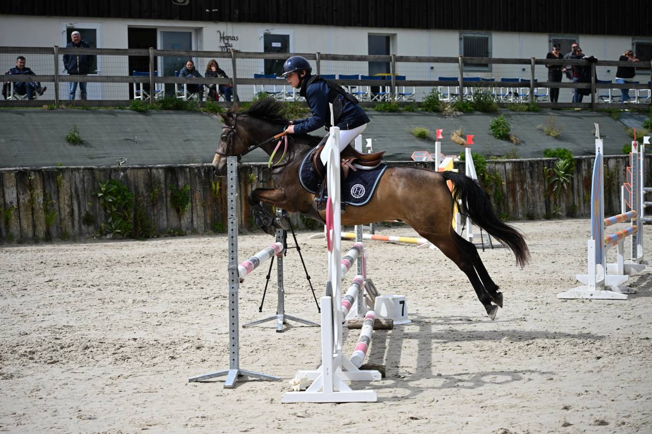 Ruin Franse rijpony PFS Te koop 2013 Isabel ,  VIERSEN K