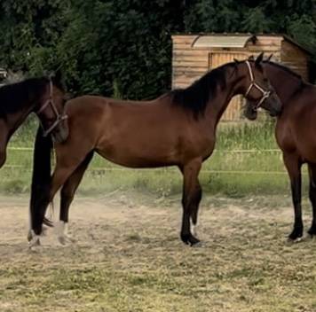 Merrie Selle Fran&ccedil;ais Te koop 2021 Donker bruin / bai
