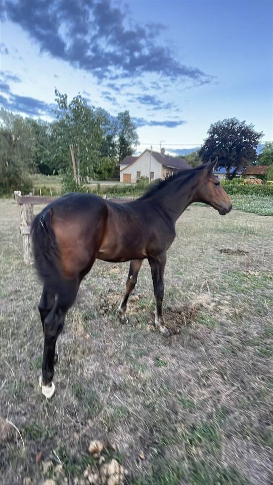 Veulen (ml) Selle Fran&ccedil;ais Te koop 2026 Donker bruin / bai ,  Dartagnan de Beliard 