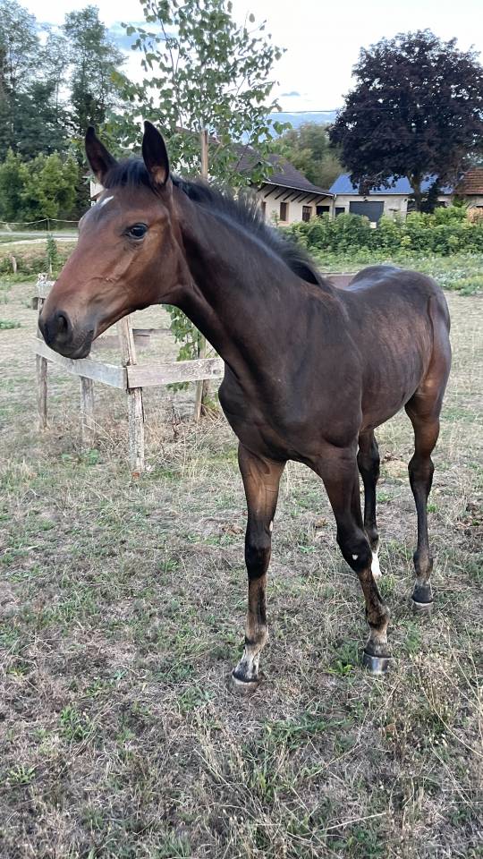 Veulen (ml) Selle Fran&ccedil;ais Te koop 2026 Donker bruin / bai ,  Dartagnan de Beliard 