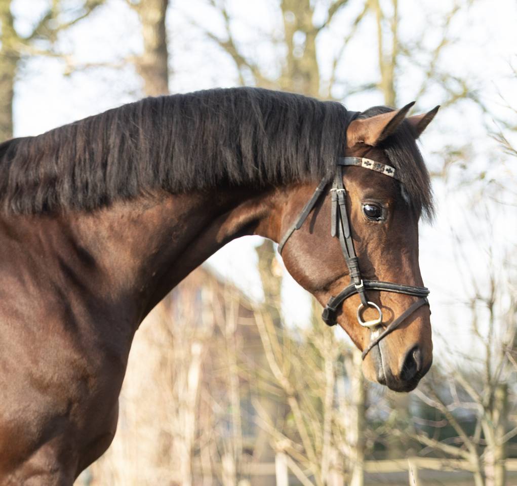 Super brave 4 jarige Next Romancier x Valdez