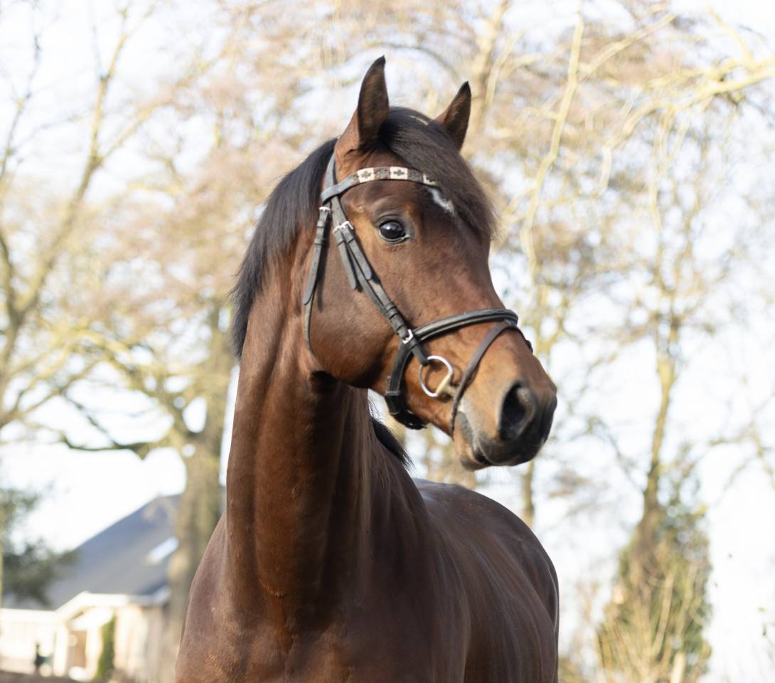 Super brave 4 jarige Next Romancier x Valdez