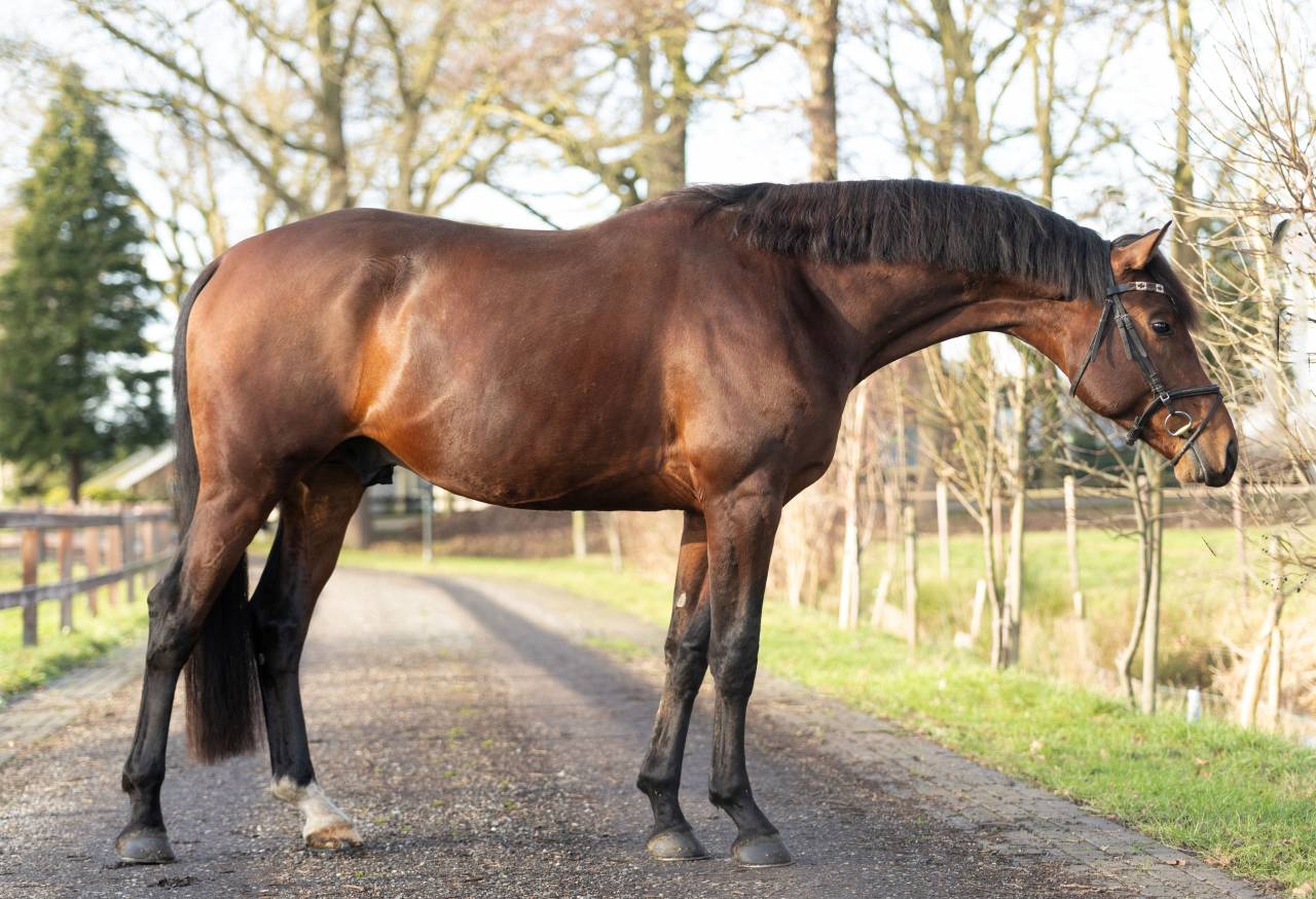 Super brave 4 jarige Next Romancier x Valdez