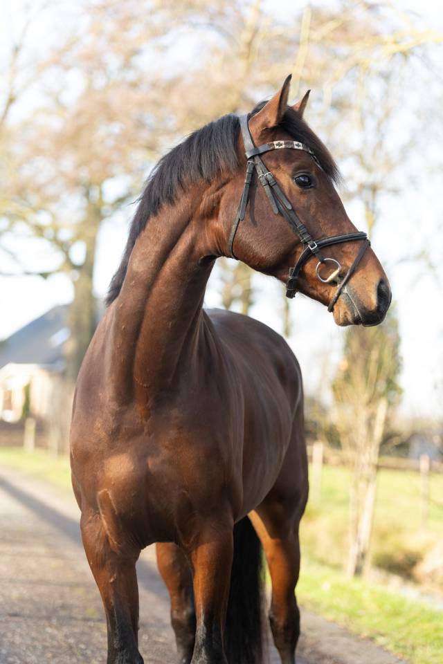 Super brave 4 jarige Next Romancier x Valdez