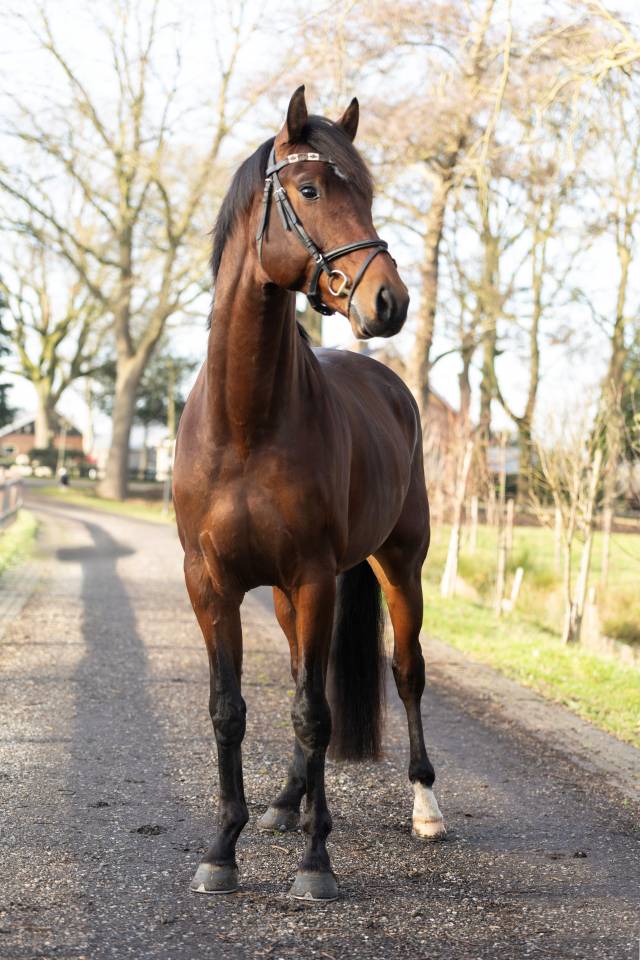 Super brave 4 jarige Next Romancier x Valdez