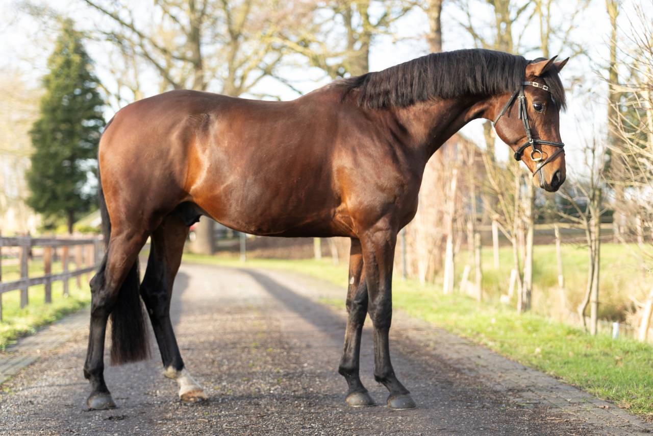 Super brave 4 jarige Next Romancier x Valdez