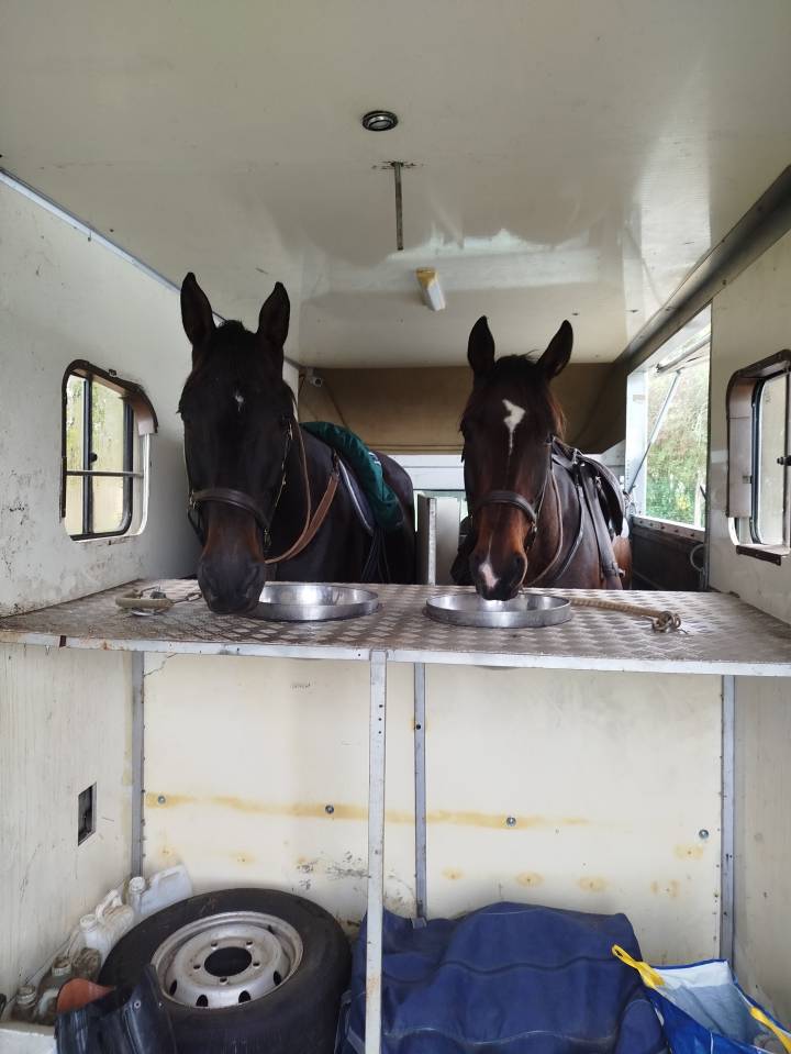 Kleine paardenvrachtwagen (B rijbewijs) Renault Renault Master 2 1985 Tweedehands