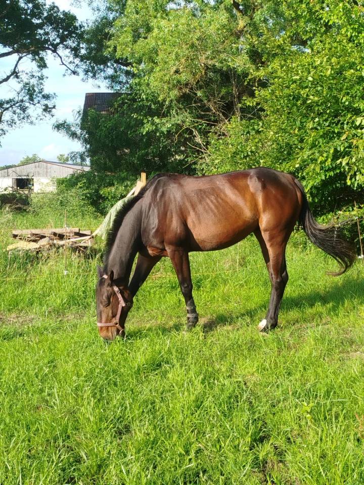 Ruin Franse draver  Te koop 2016 Bruin / Bai