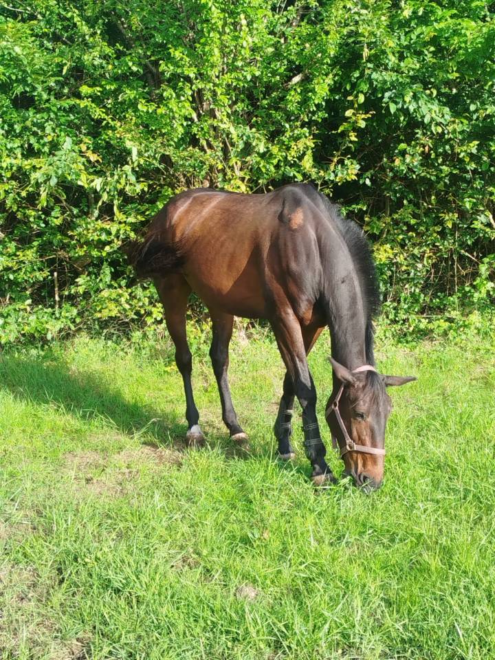 Ruin Franse draver  Te koop 2016 Bruin / Bai