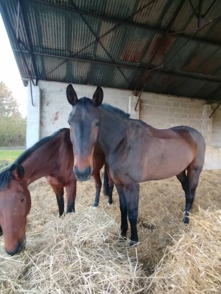 Ruin Franse draver  Te koop 2016 Bruin / Bai