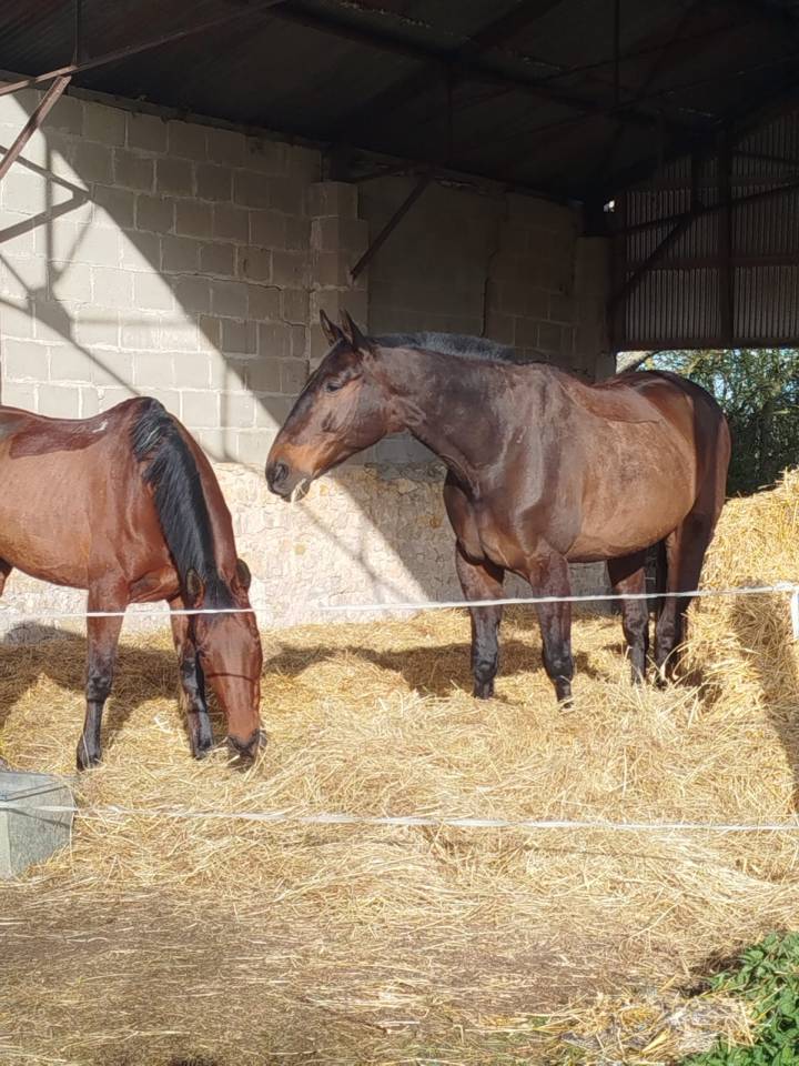 Ruin Franse draver  Te koop 2016 Bruin / Bai