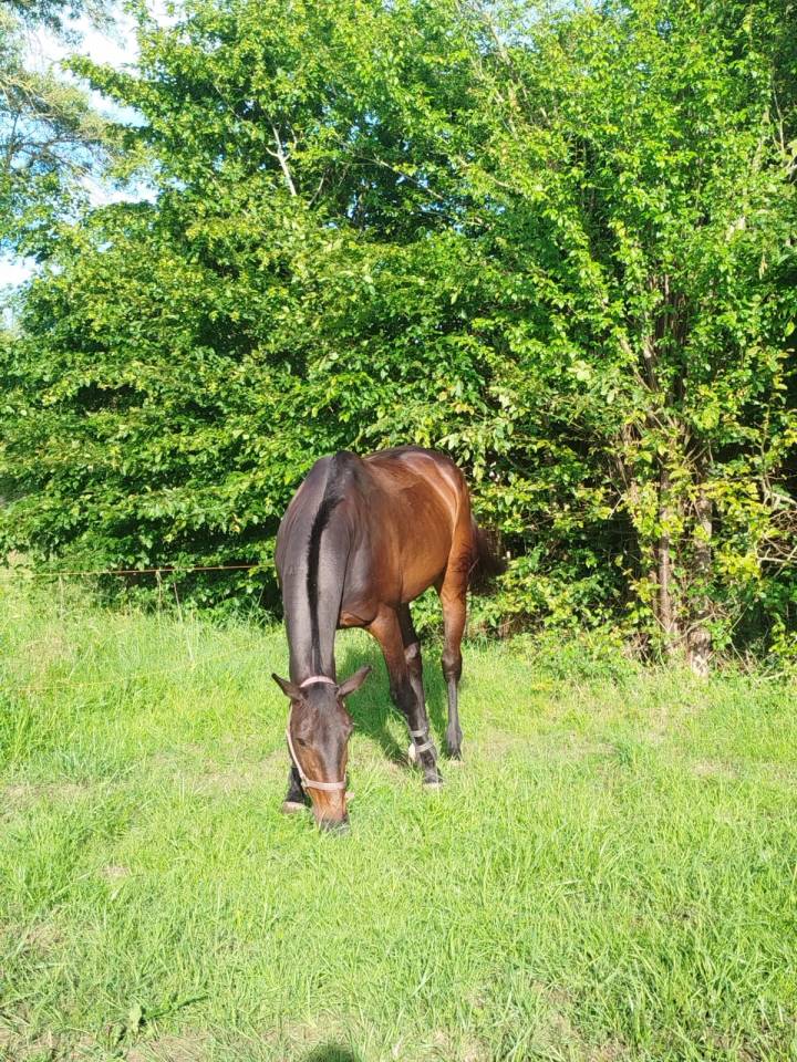 Ruin Franse draver  Te koop 2016 Bruin / Bai