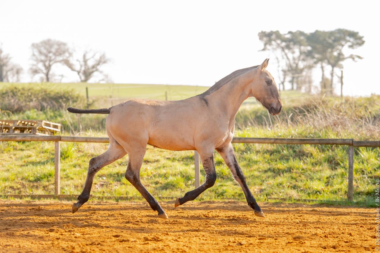 Veulen (ml) Lusitano Te koop 2025 Wildkleur