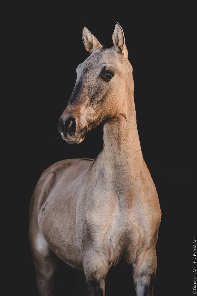 Veulen (ml) Lusitano Te koop 2025 Wildkleur