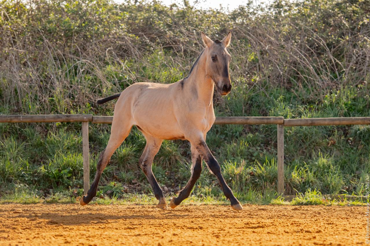 Veulen (ml) Lusitano Te koop 2025 Wildkleur