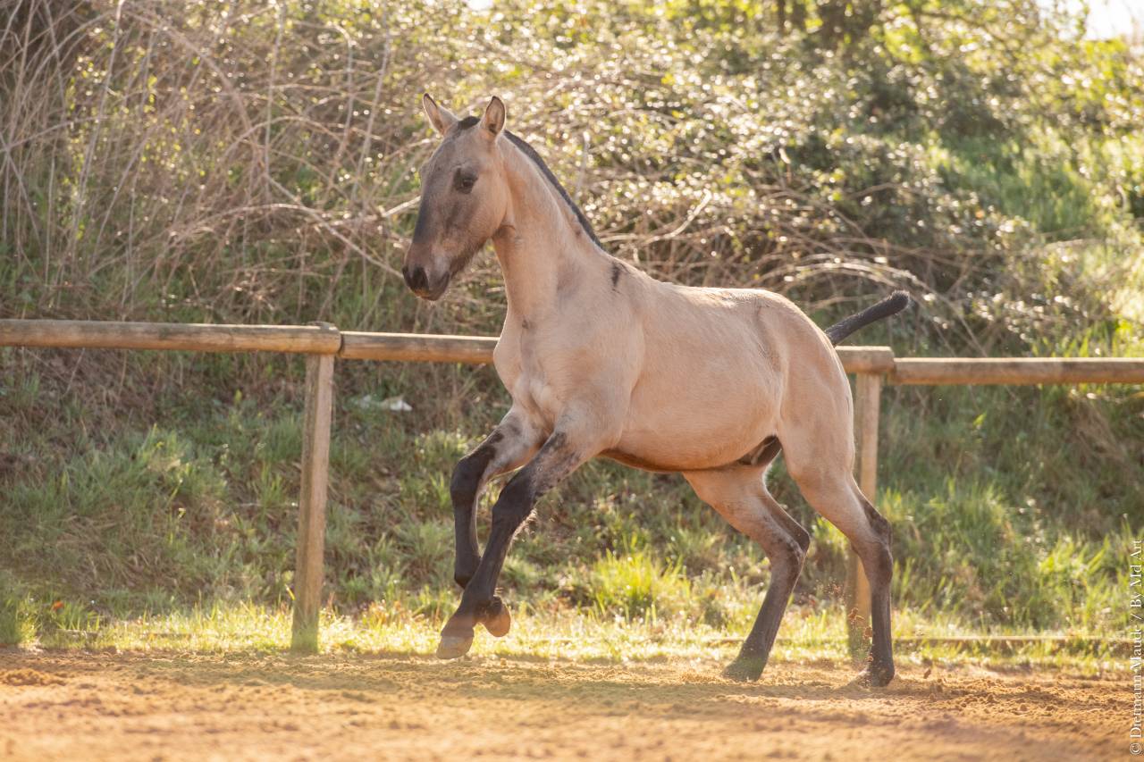 Veulen (ml) Lusitano Te koop 2025 Wildkleur