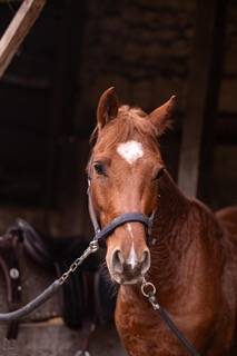 Ruin Franse rijpony PFS Te koop 2019 Vos ,  Mon Nantano de florys
