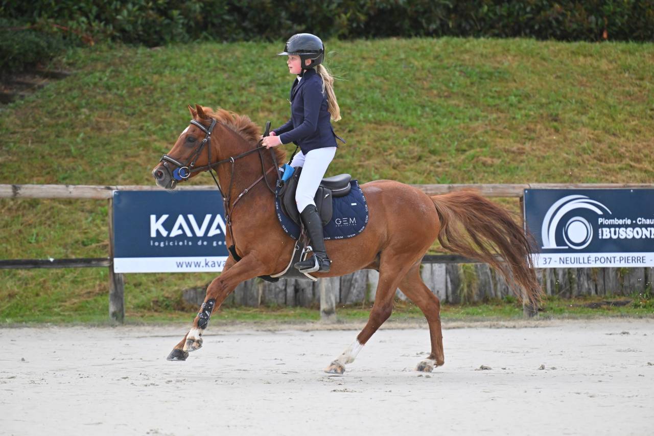 Ruin Franse rijpony PFS Te koop 2019 Vos ,  Mon Nantano de florys