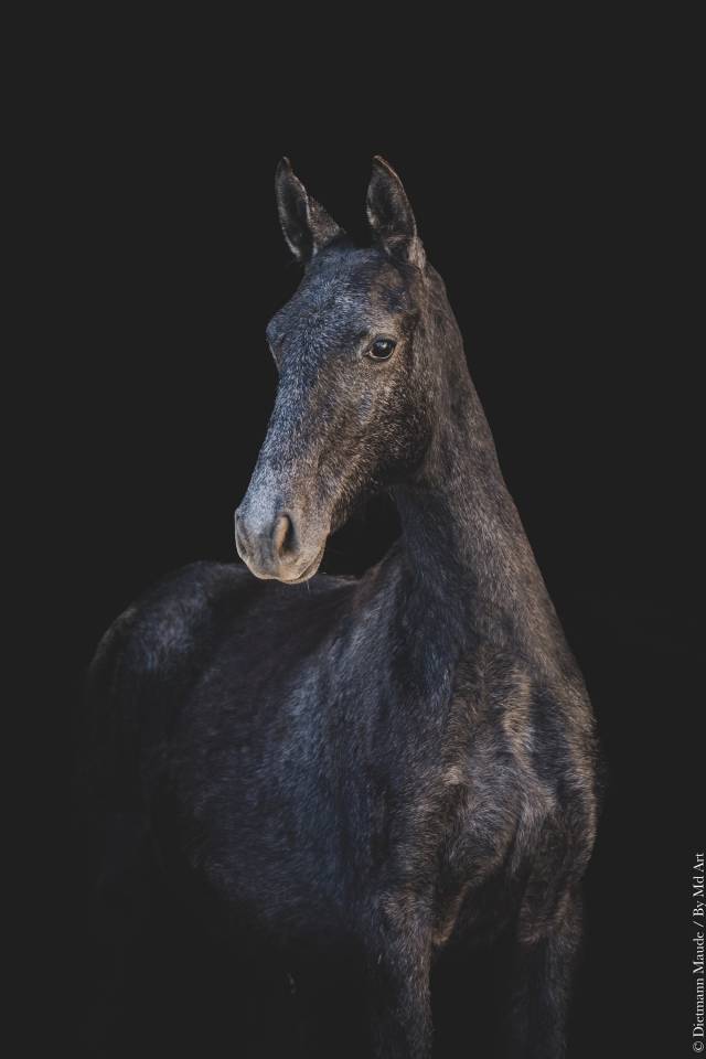 Veulen (vr) Lusitano Te koop 2025 Schimmel