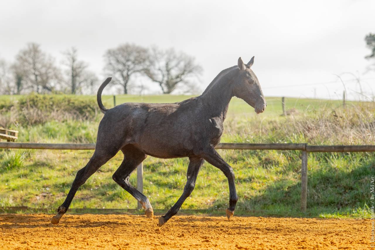 Veulen (vr) Lusitano Te koop 2025 Schimmel