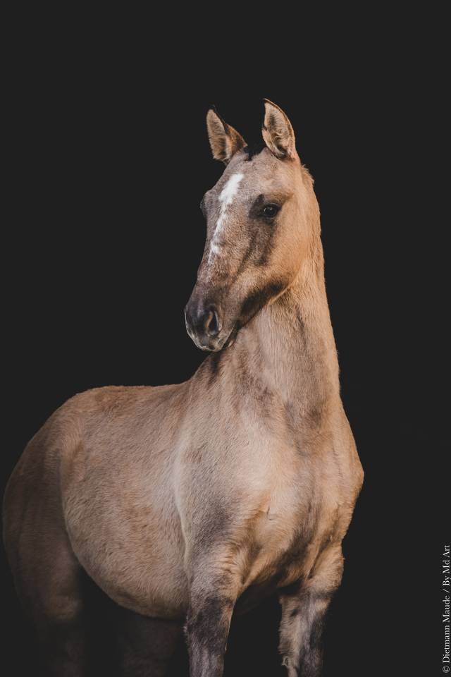 Veulen (vr) Lusitano Te koop 2025 Wildkleur