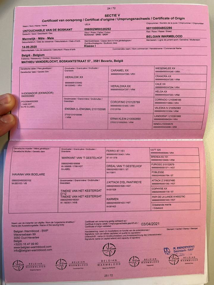Ruin BWP Belgisch volbloed Te koop 2020 Wit ,  H-Ekwador