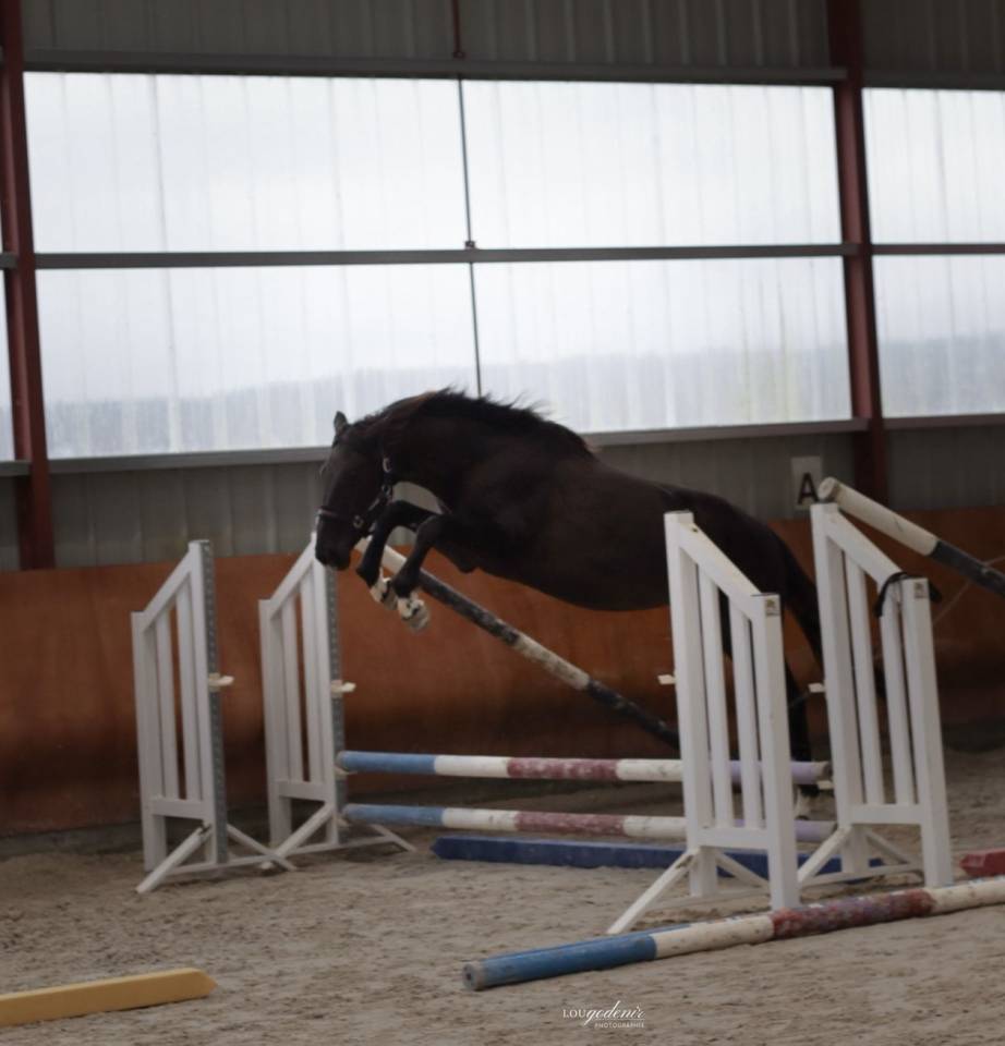 Ruin Selle Fran&ccedil;ais Te koop 2023 Zwart ,  BALOU DU ROUET