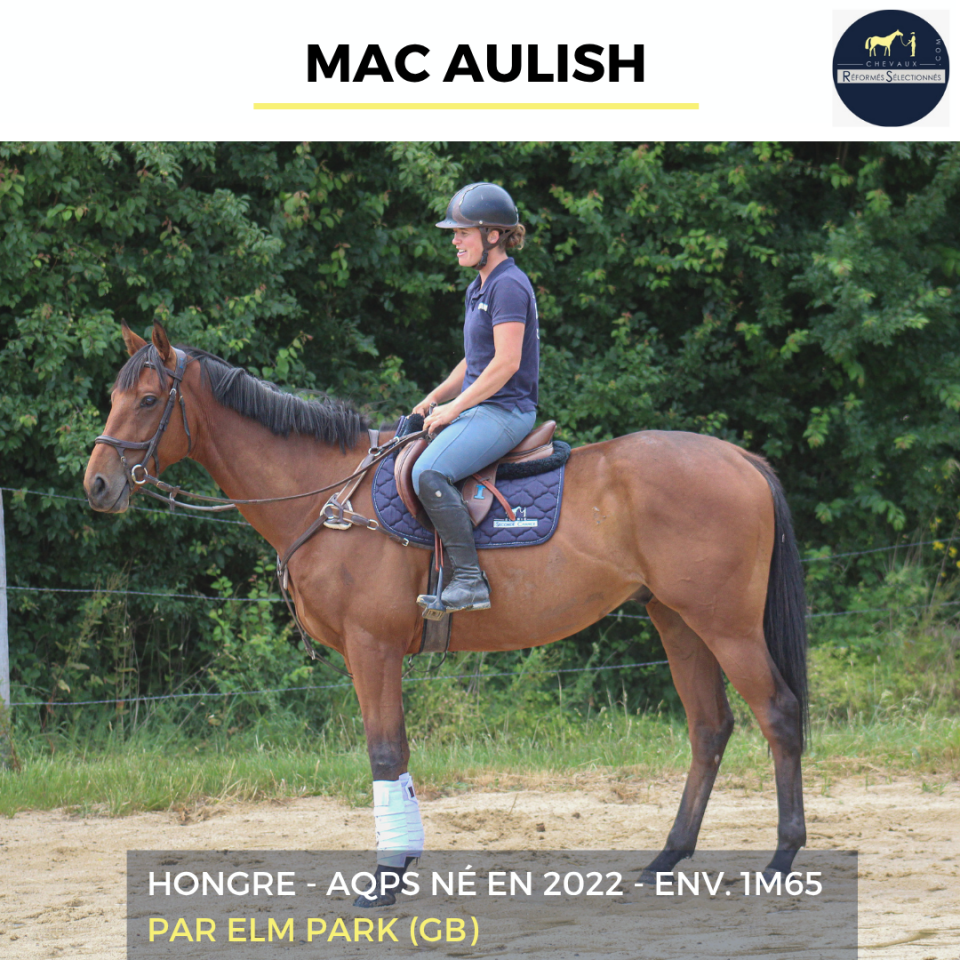 Ruin Autre Que Pur-Sang (Geen volbloed) Te koop 2022 Donker bruin / bai ,  ELM PARK (GB)
