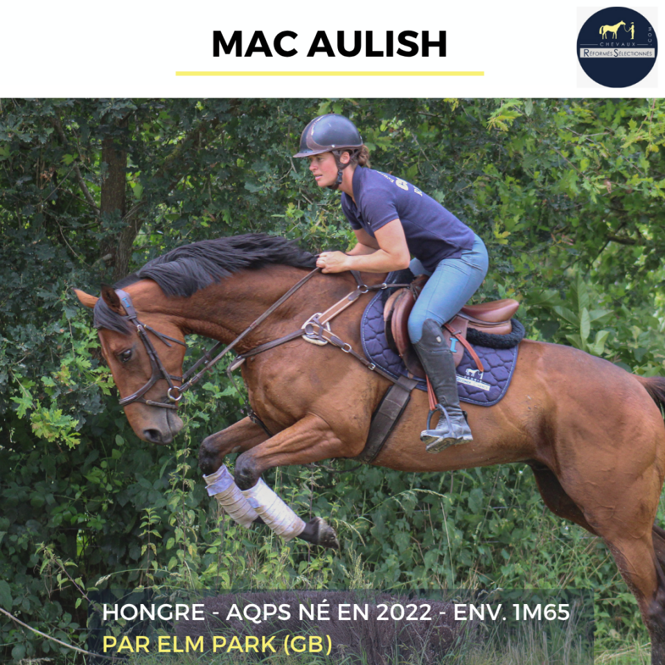Ruin Autre Que Pur-Sang (Geen volbloed) Te koop 2022 Donker bruin / bai ,  ELM PARK (GB)