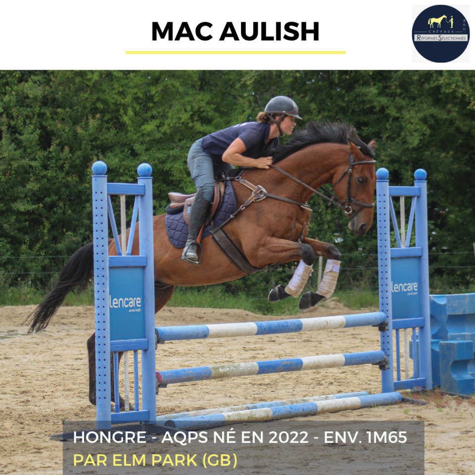Ruin Autre Que Pur-Sang (Geen volbloed) Te koop 2022 Donker bruin / bai ,  ELM PARK (GB)