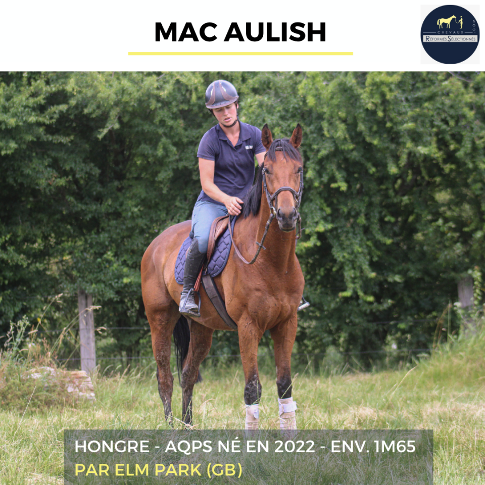 Ruin Autre Que Pur-Sang (Geen volbloed) Te koop 2022 Donker bruin / bai ,  ELM PARK (GB)