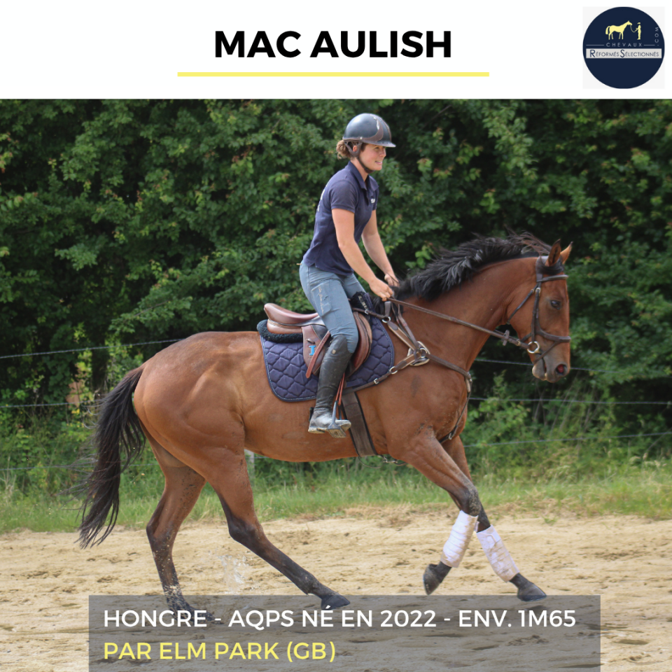 Ruin Autre Que Pur-Sang (Geen volbloed) Te koop 2022 Donker bruin / bai ,  ELM PARK (GB)