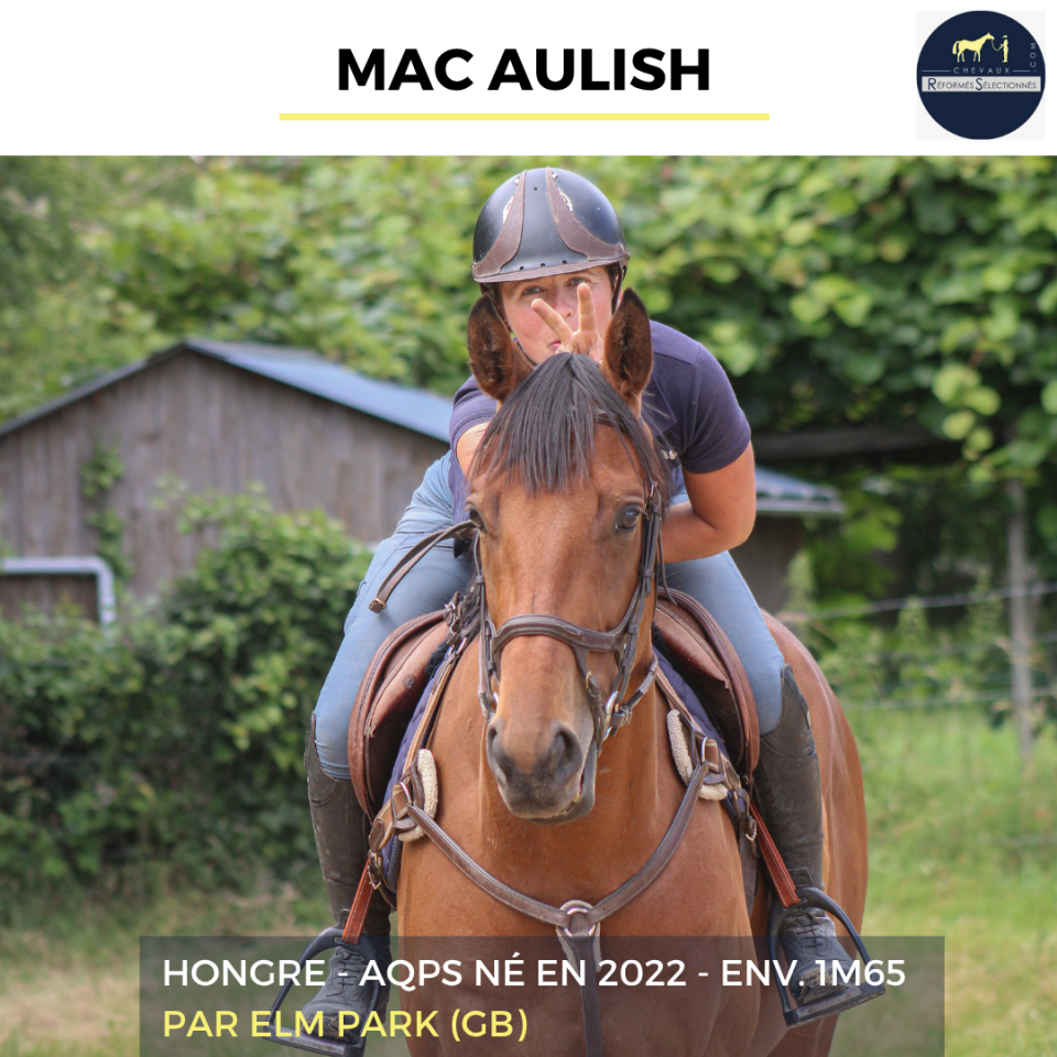 Ruin Autre Que Pur-Sang (Geen volbloed) Te koop 2022 Donker bruin / bai ,  ELM PARK (GB)