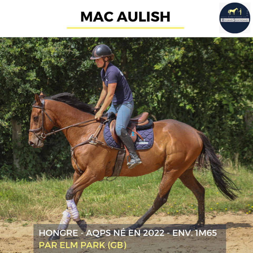 Ruin Autre Que Pur-Sang (Geen volbloed) Te koop 2022 Donker bruin / bai ,  ELM PARK (GB)