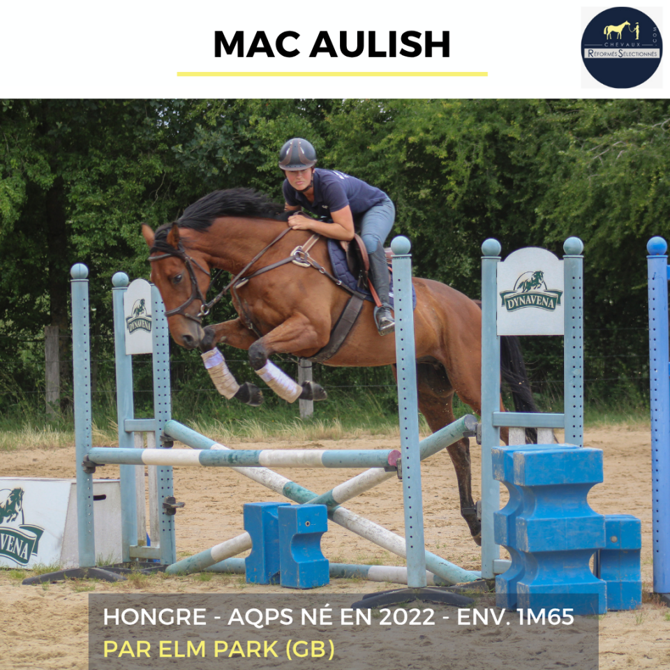 Ruin Autre Que Pur-Sang (Geen volbloed) Te koop 2022 Donker bruin / bai ,  ELM PARK (GB)