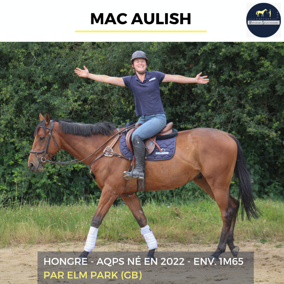 Ruin Autre Que Pur-Sang (Geen volbloed) Te koop 2022 Donker bruin / bai ,  ELM PARK (GB)