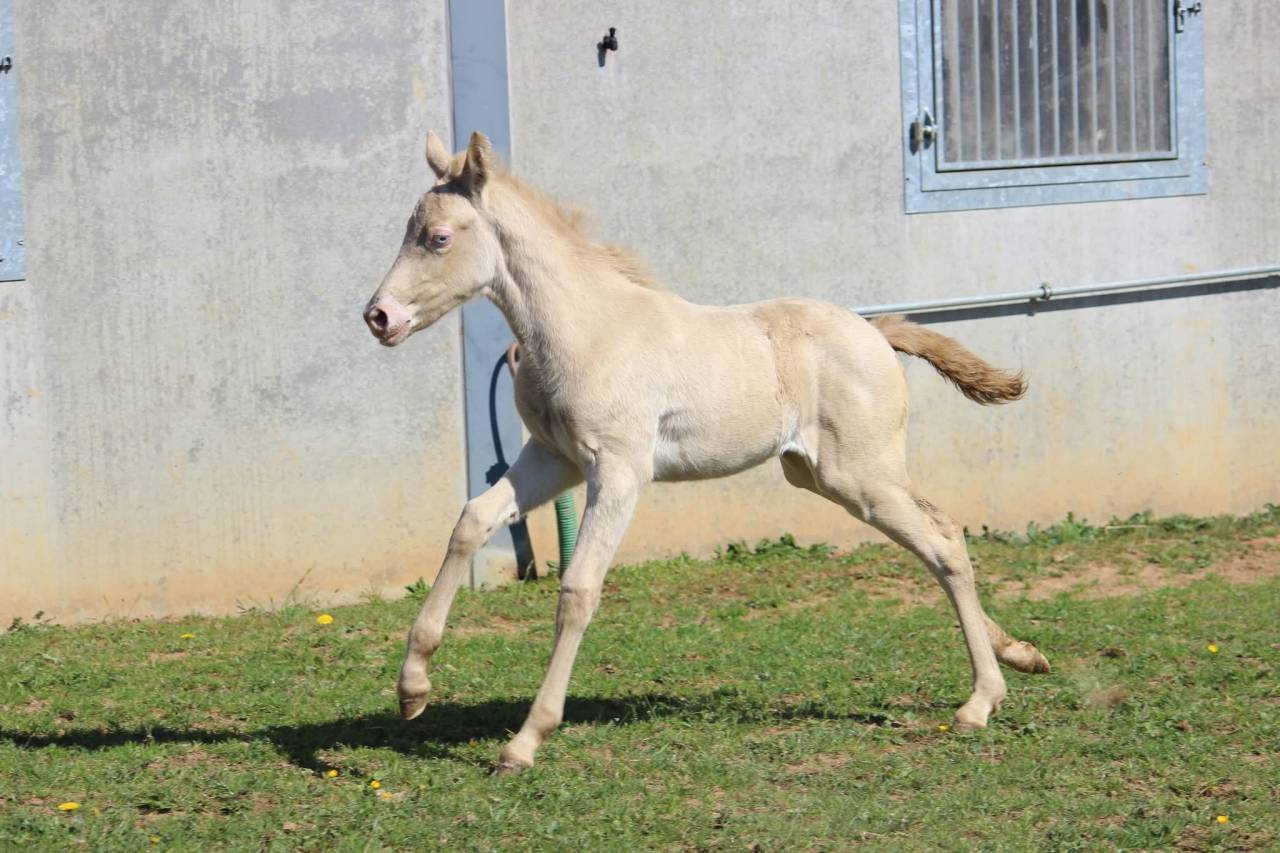 Veulen (vr) Connemara Te koop 2026 Cremello