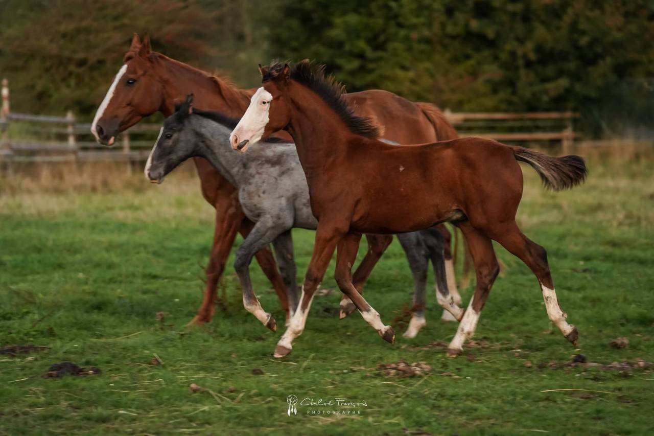Veulen (ml) Belgische pony Te koop 2025 Donker bruin / bai